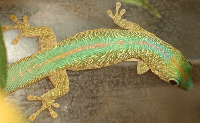 Phelsuma robertmertensi
